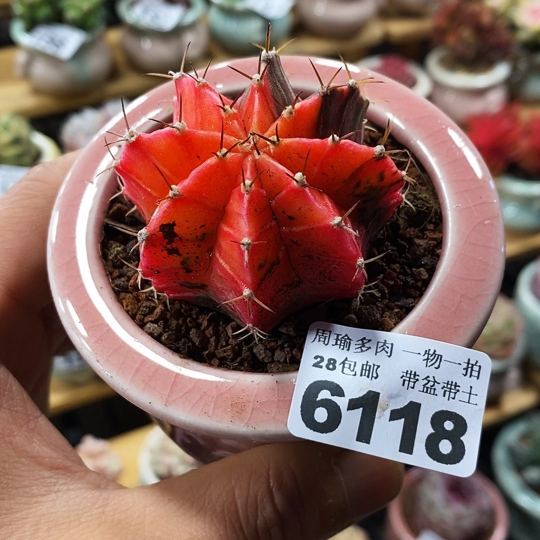 精控多肉植物6118