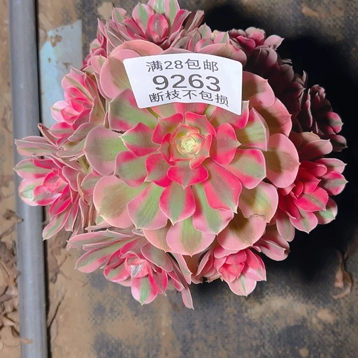 怕***头9263粉女巫多肉植物