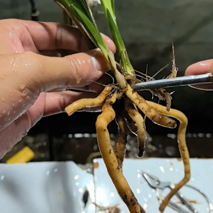 完全开放学林荷龙头带芽
