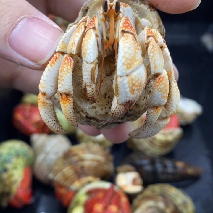 2.5口毛里求斯草莓