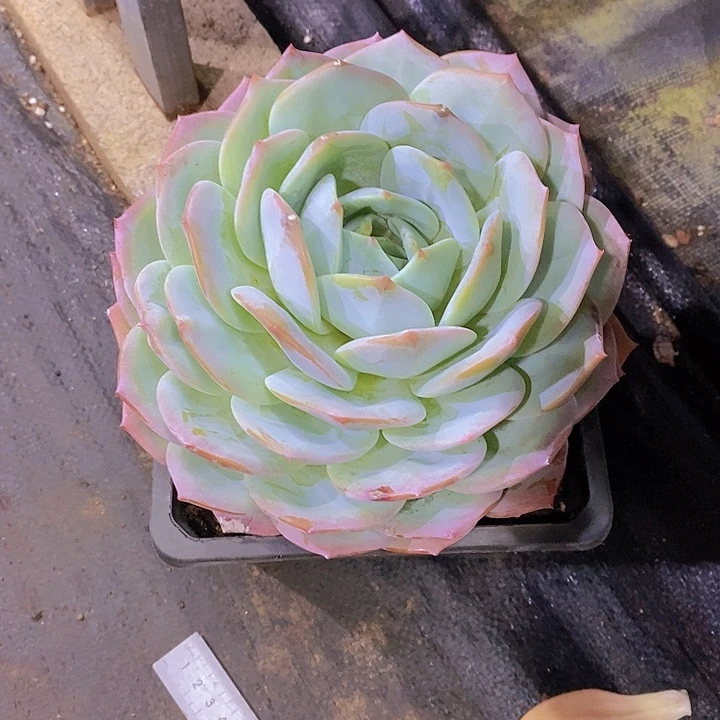 杨***哥凤橙多肉植物大单