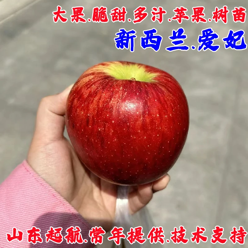 新西兰爱妃苹果苗盆栽庭院矮化特大脆甜多汁苹果树苗南方北方种植