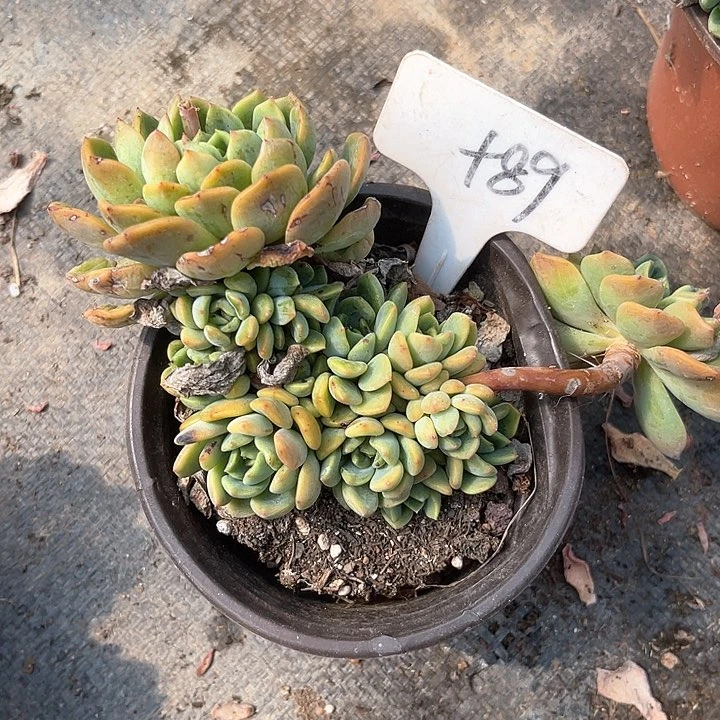 y***a晨语多肉，一物一拍89