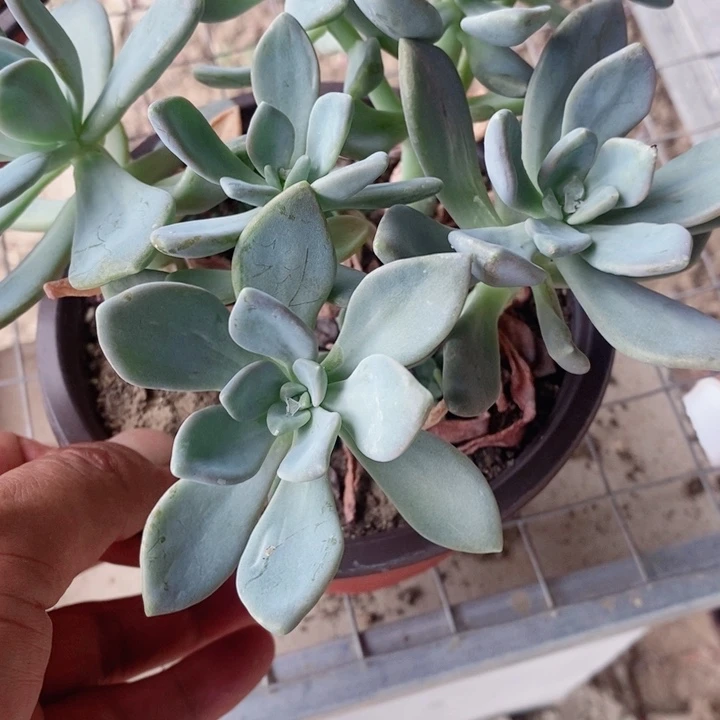 冬美人一箱子包邮