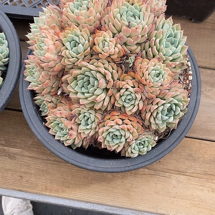 孤星大群。福利多多