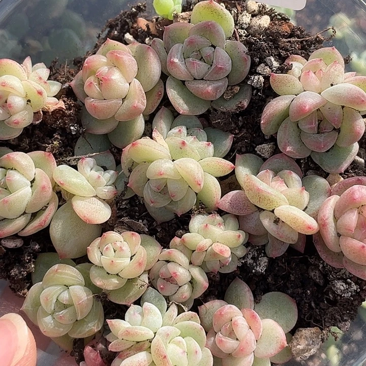 OTO多肉切糕优选dy2451