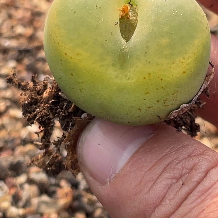 1888886585565558555555