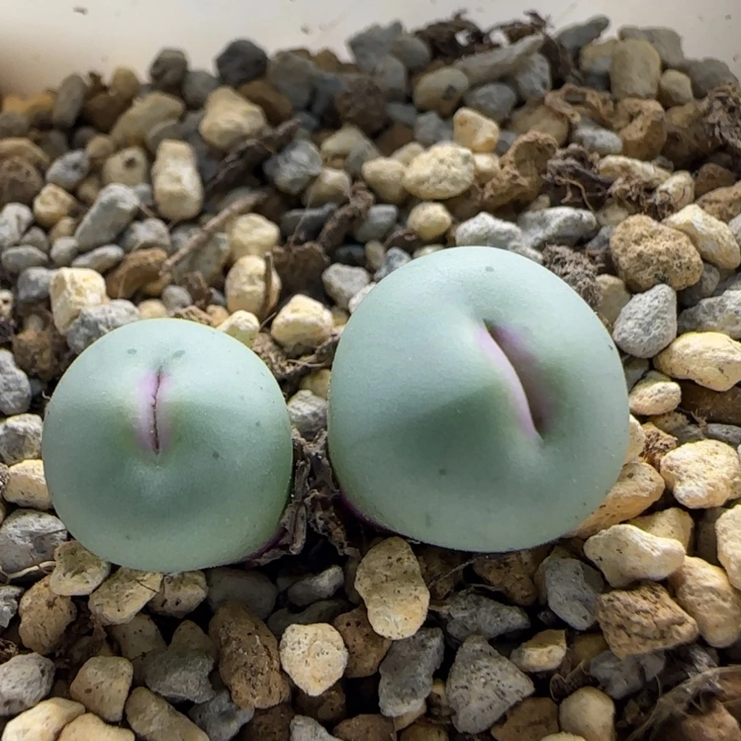 茗***殇10-16当天满38包邮v嘴1.2cm脱土