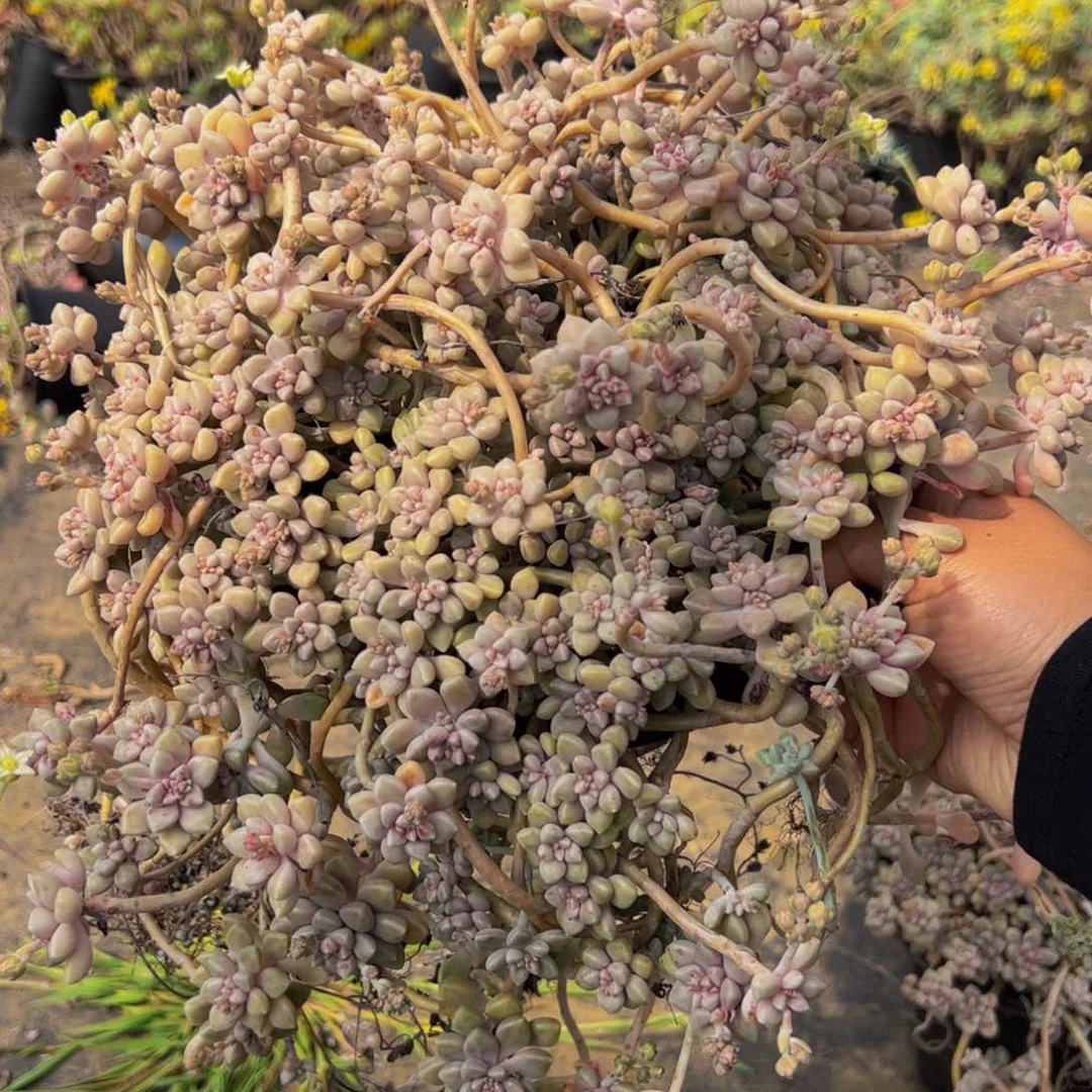 丸叶姬秋丽超大盆多肉