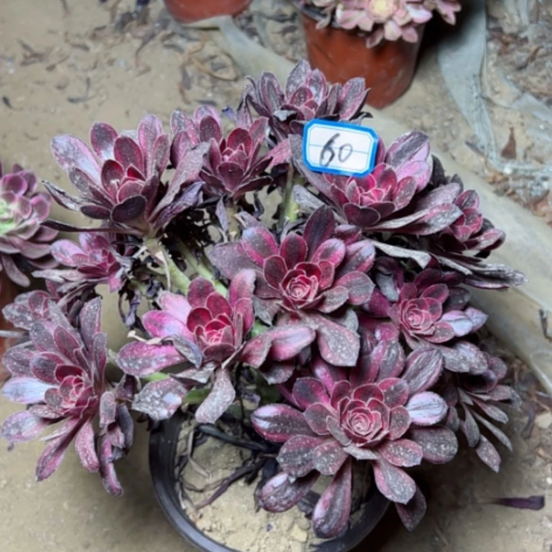 【闪购商品】多肉植物包开箱黑腐60