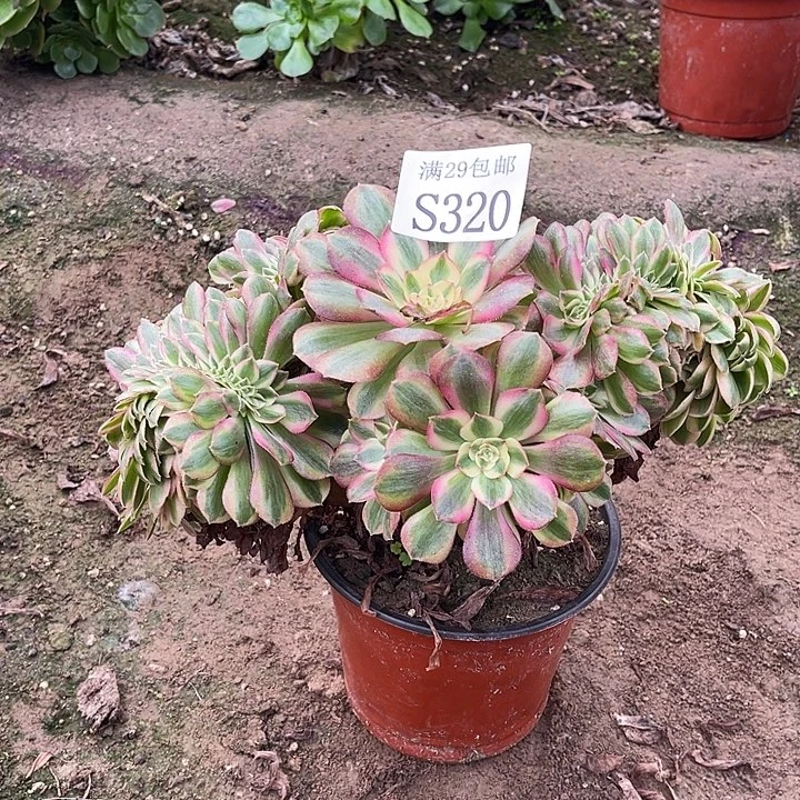 320荔枝缀多肉植物