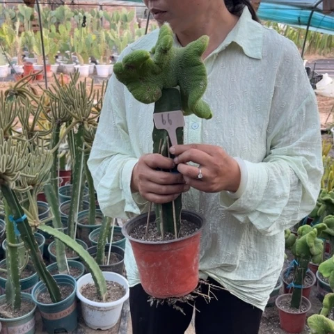良***K青蛇缀化无售后66