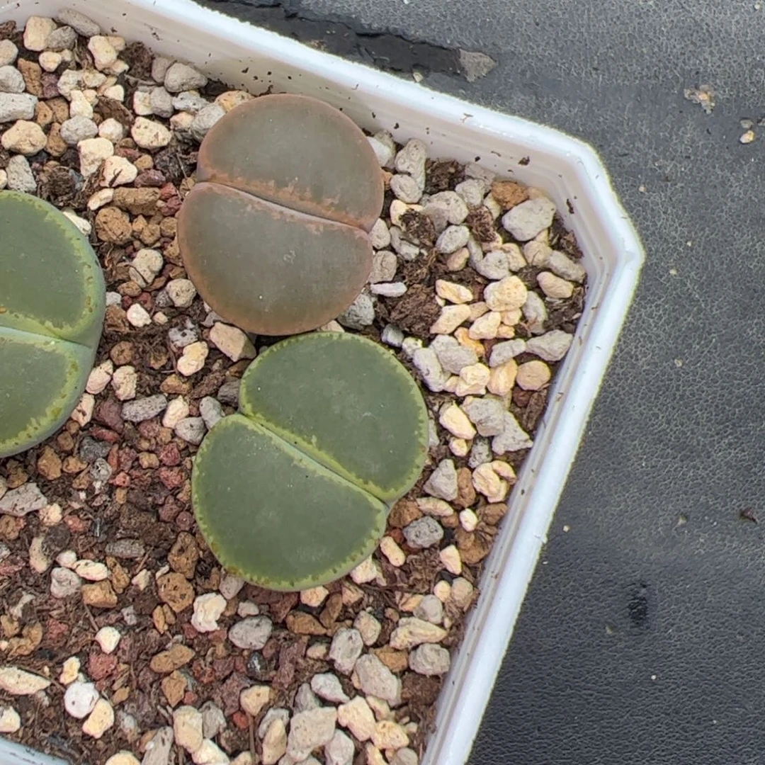 蒙***蒙074号紫薰2颗 多肉植物