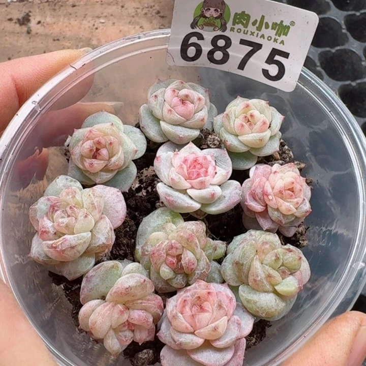 @*左多肉植物多肉植物