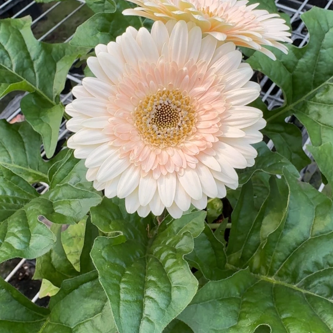 无花朵非洲菊白粉中花