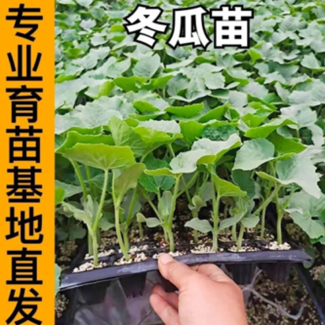 山东寿光苗场发货冬瓜苗绿春小冬瓜黑皮冬瓜粉皮冬瓜苗春季地栽