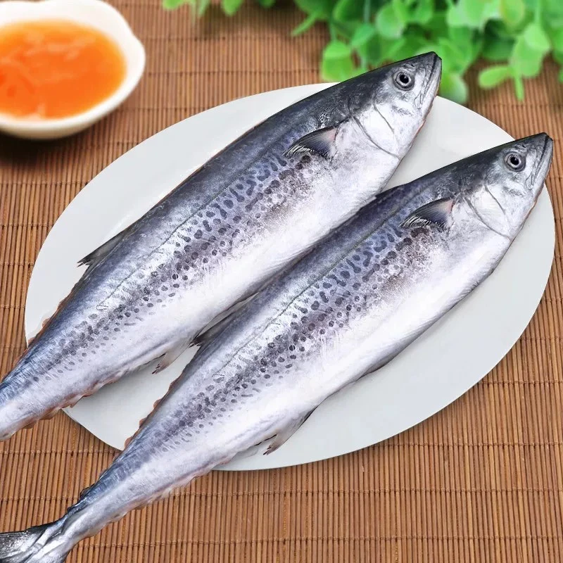 大连新鲜鲅鱼大鲅鱼每条2斤以上2/3条【偶尔破肚破皮介意勿拍】