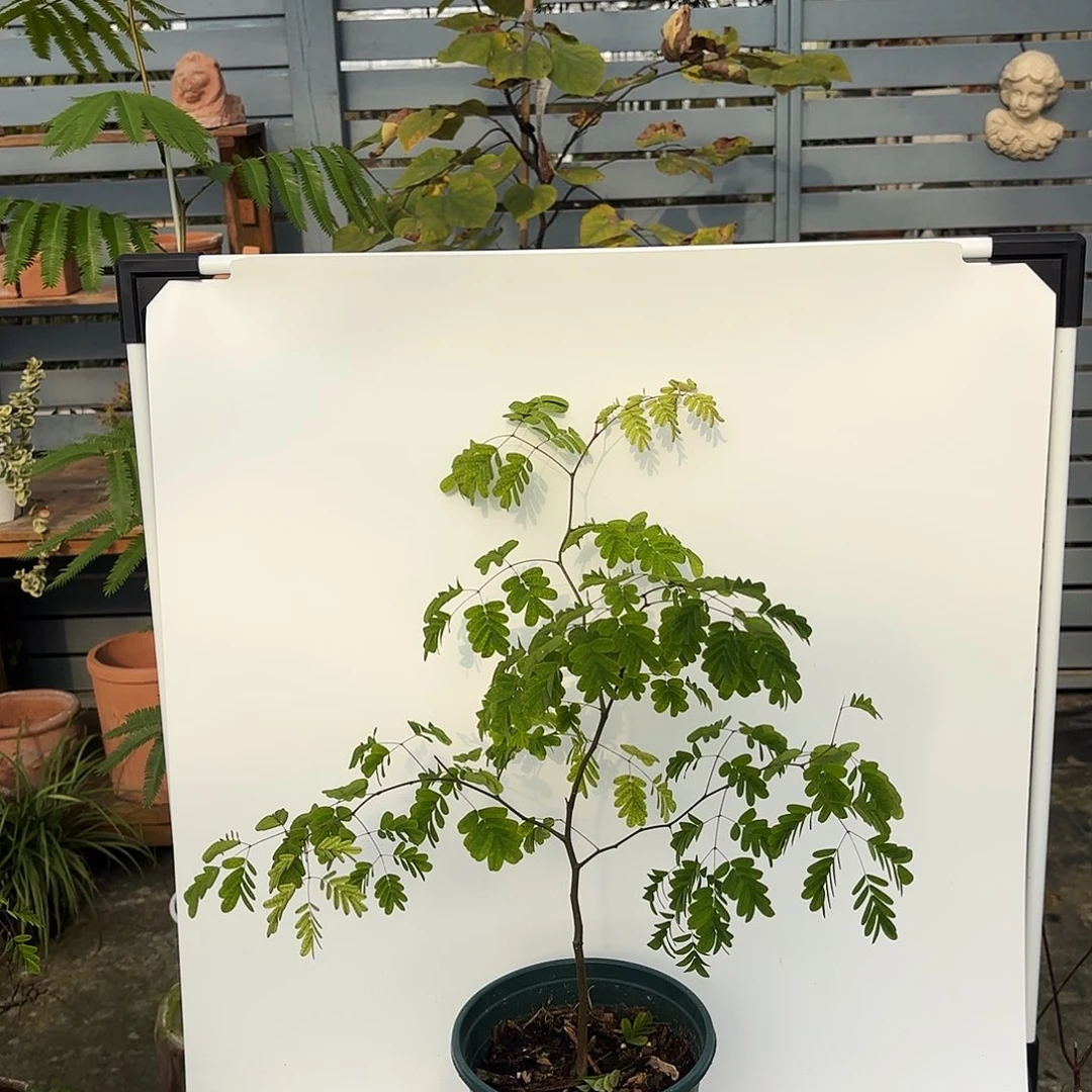 当前无花栽培后可以开花