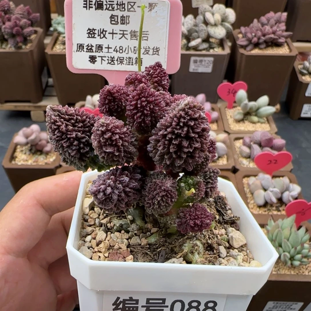 088朱紫玉老桩多肉