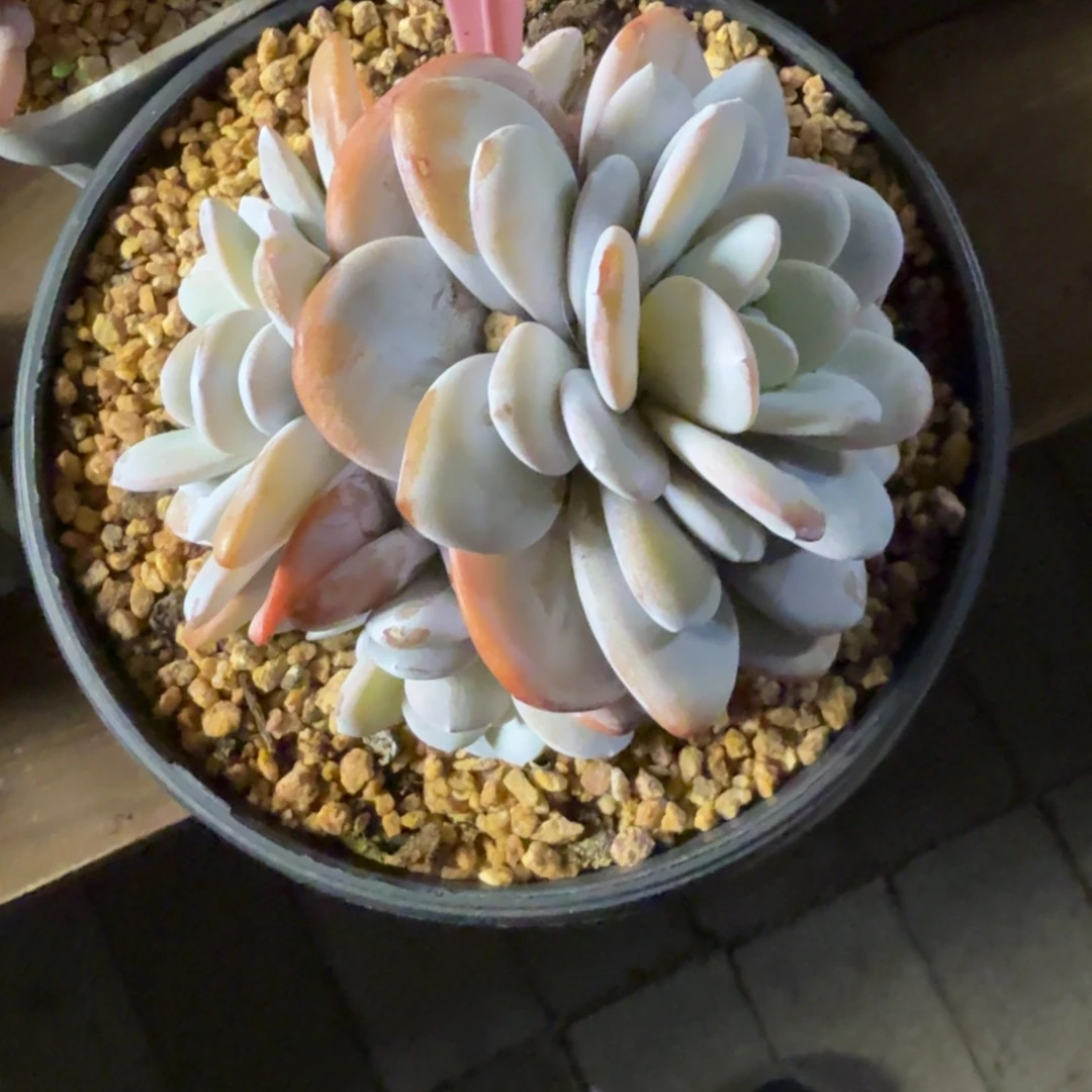 特价超肥雪莲11111111111111