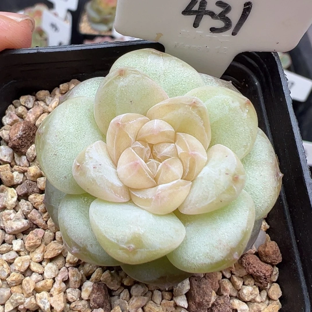 431号风花雪月系列玉瑶
