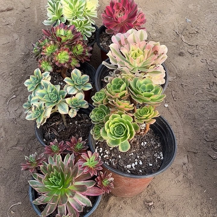 041多肉植物组合，