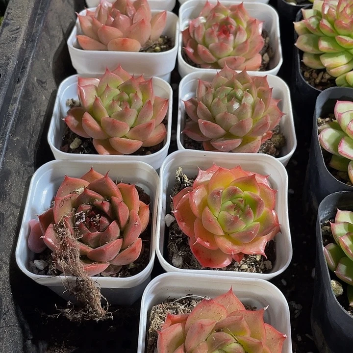 红睫毛带盆土发货