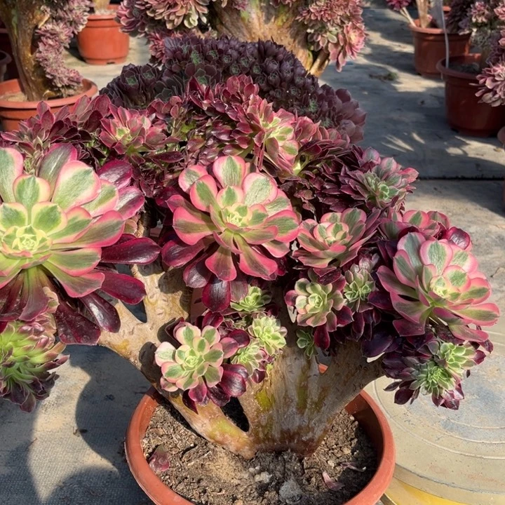 鲜花绿植一物一拍