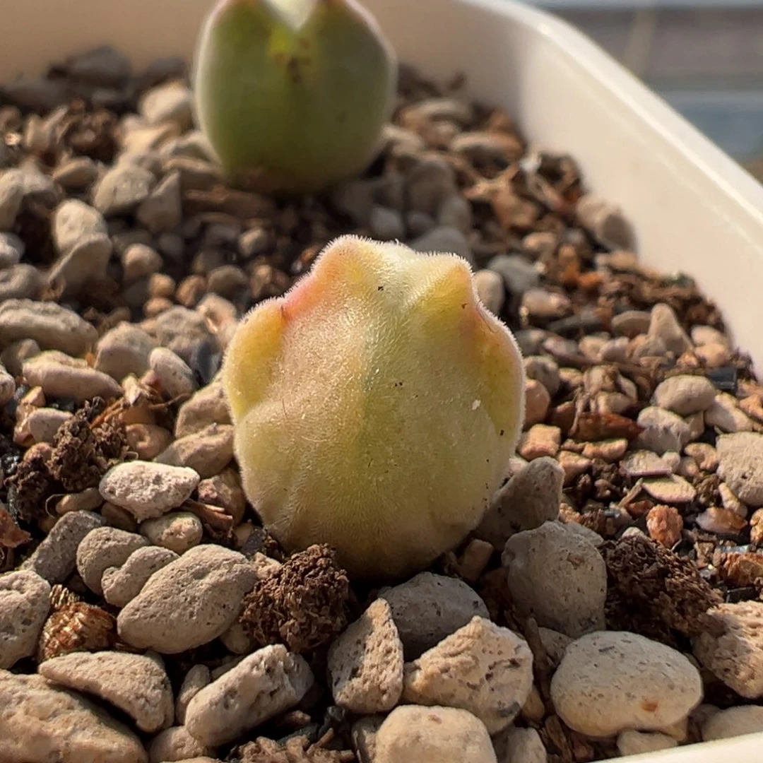 鹿角尖尖耳空蝉多肉