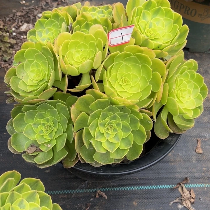 1雨荷多肉植物法师老庄