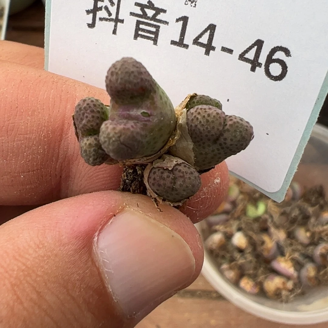 14-46肉锥多肉植物