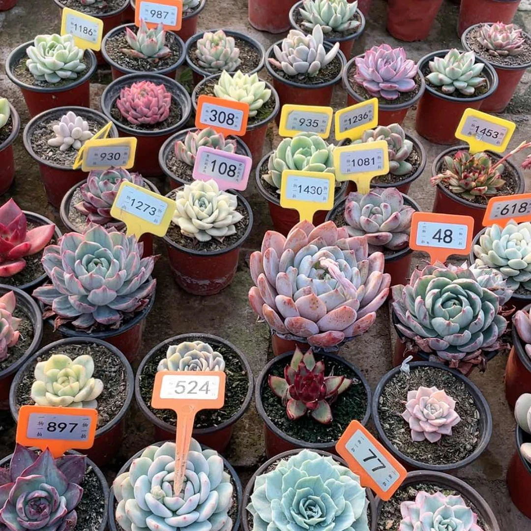 【闪购商品】洲524两颗一组