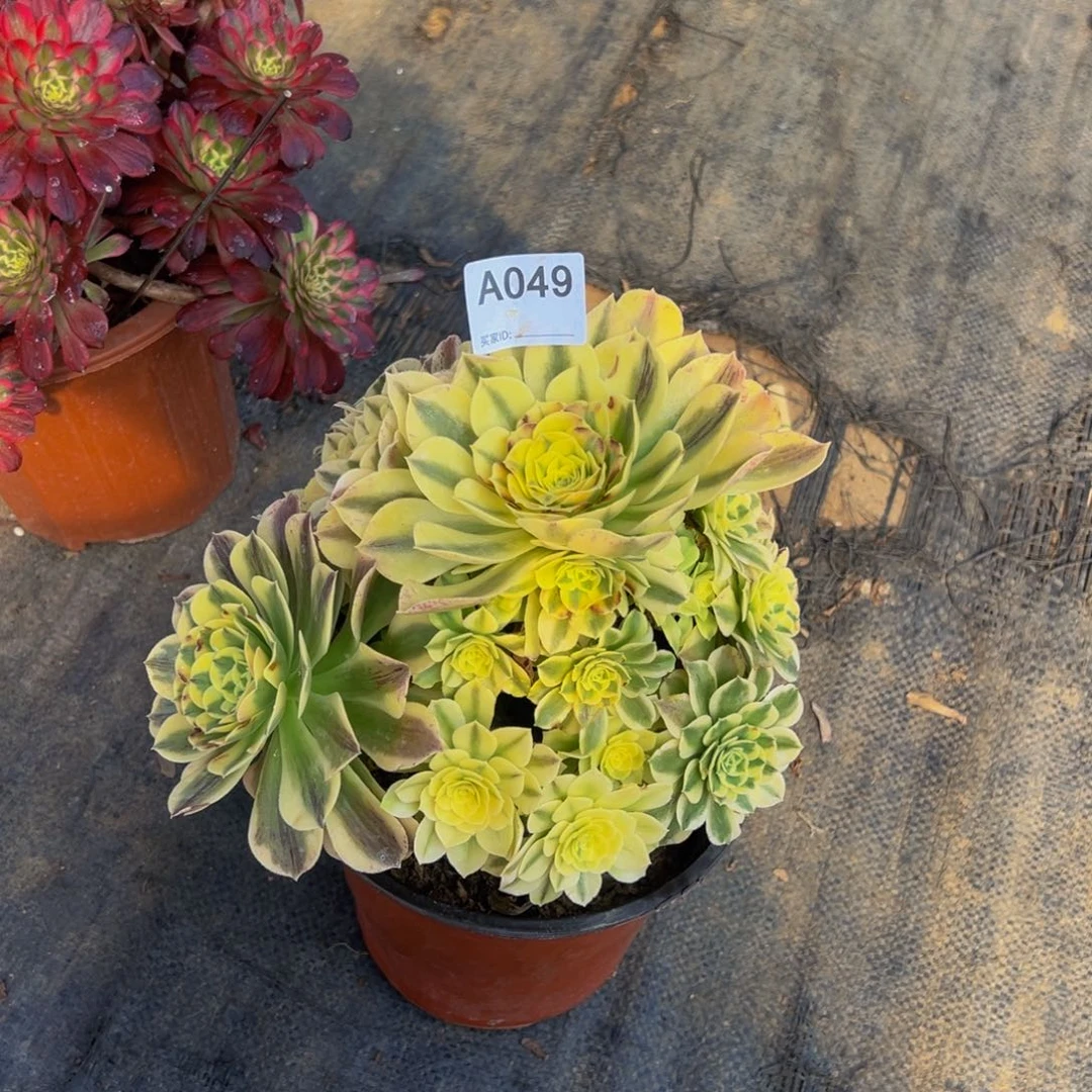 绿豆沙多肉植物049有霞次