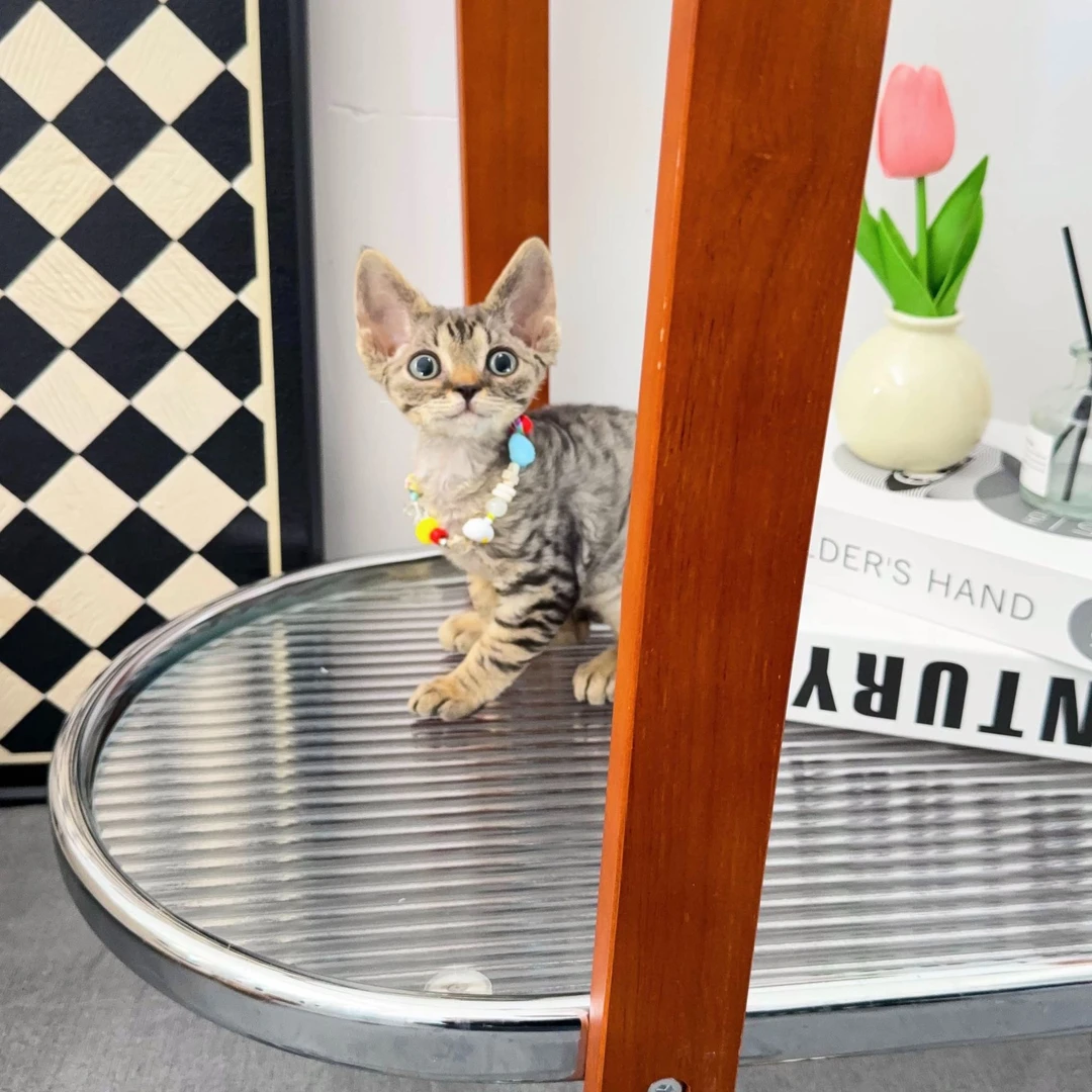 犇犇家 德文虎斑妹妹  3880生日：2.28 疫苗 4.28