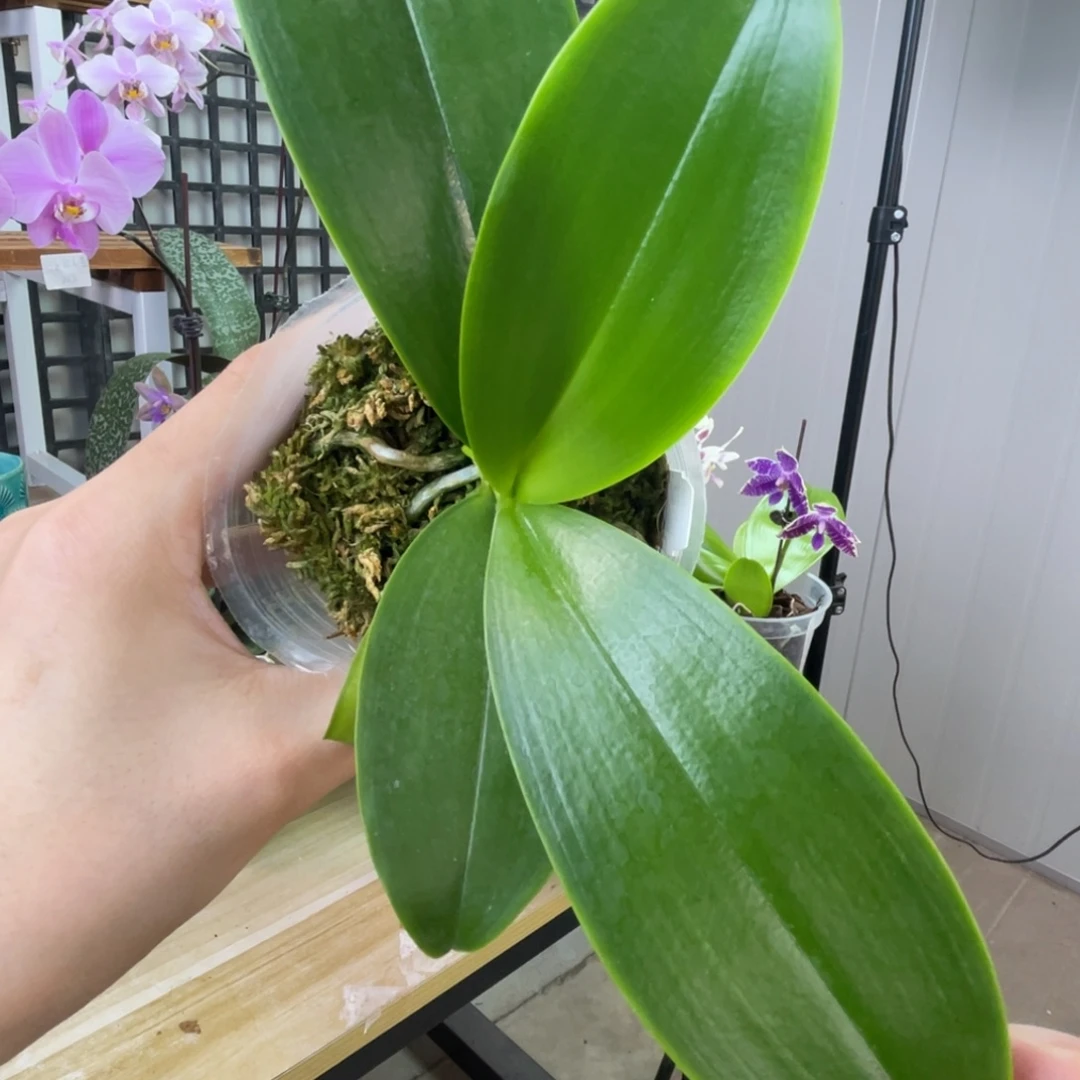 完全开放蓝路帝-1670