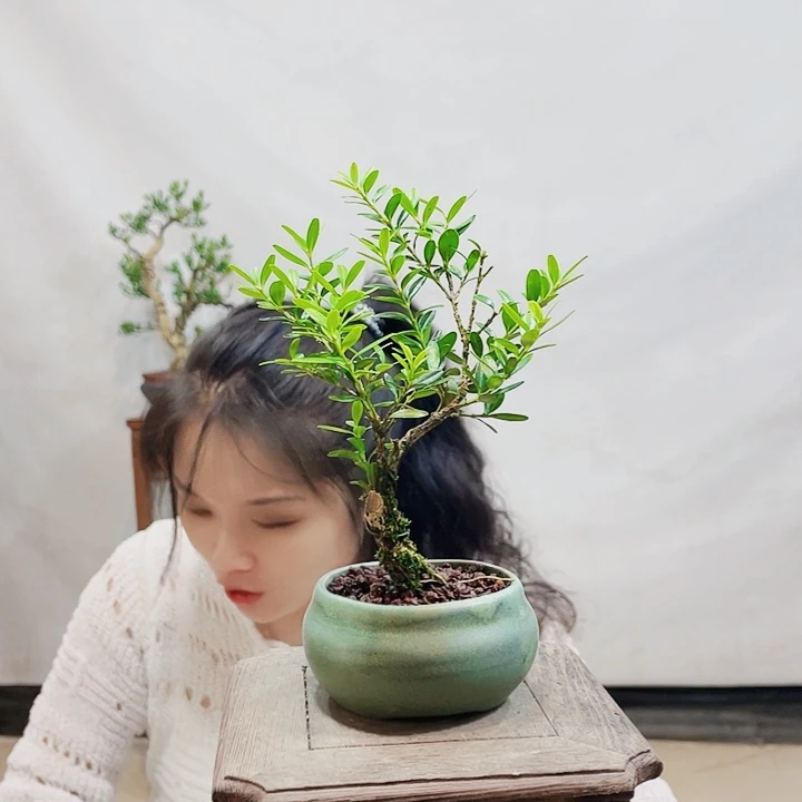 无花朵强皱皮雀舌黄杨盆景