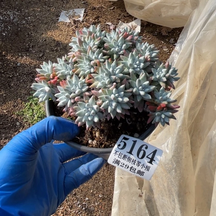 164号白菊多肉植物