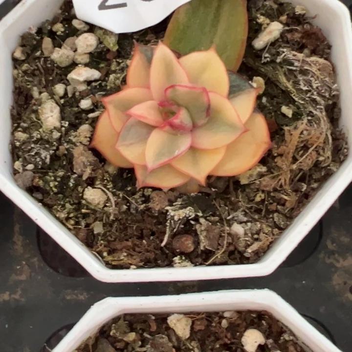 麒麟座锦多肉植物2612