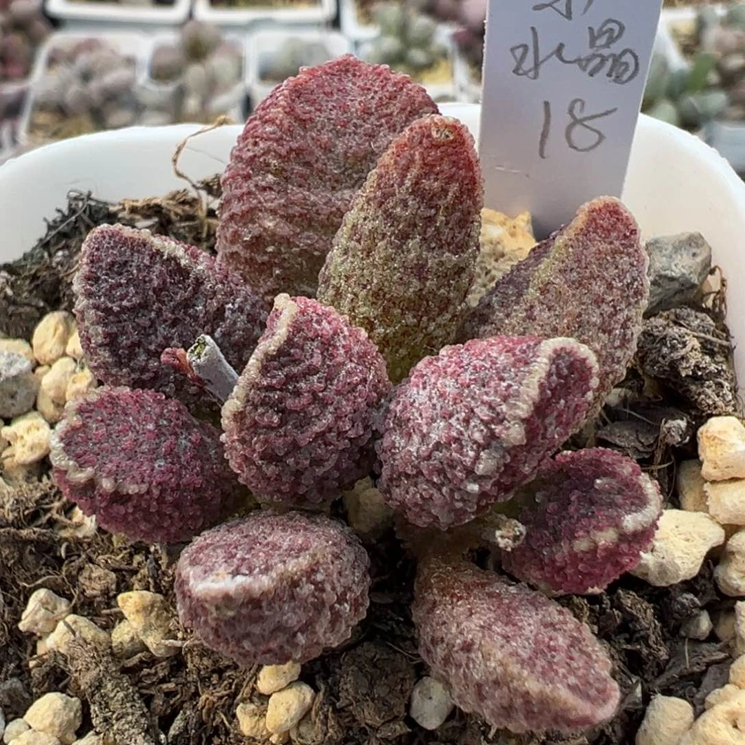 紫水晶多肉植物水泡