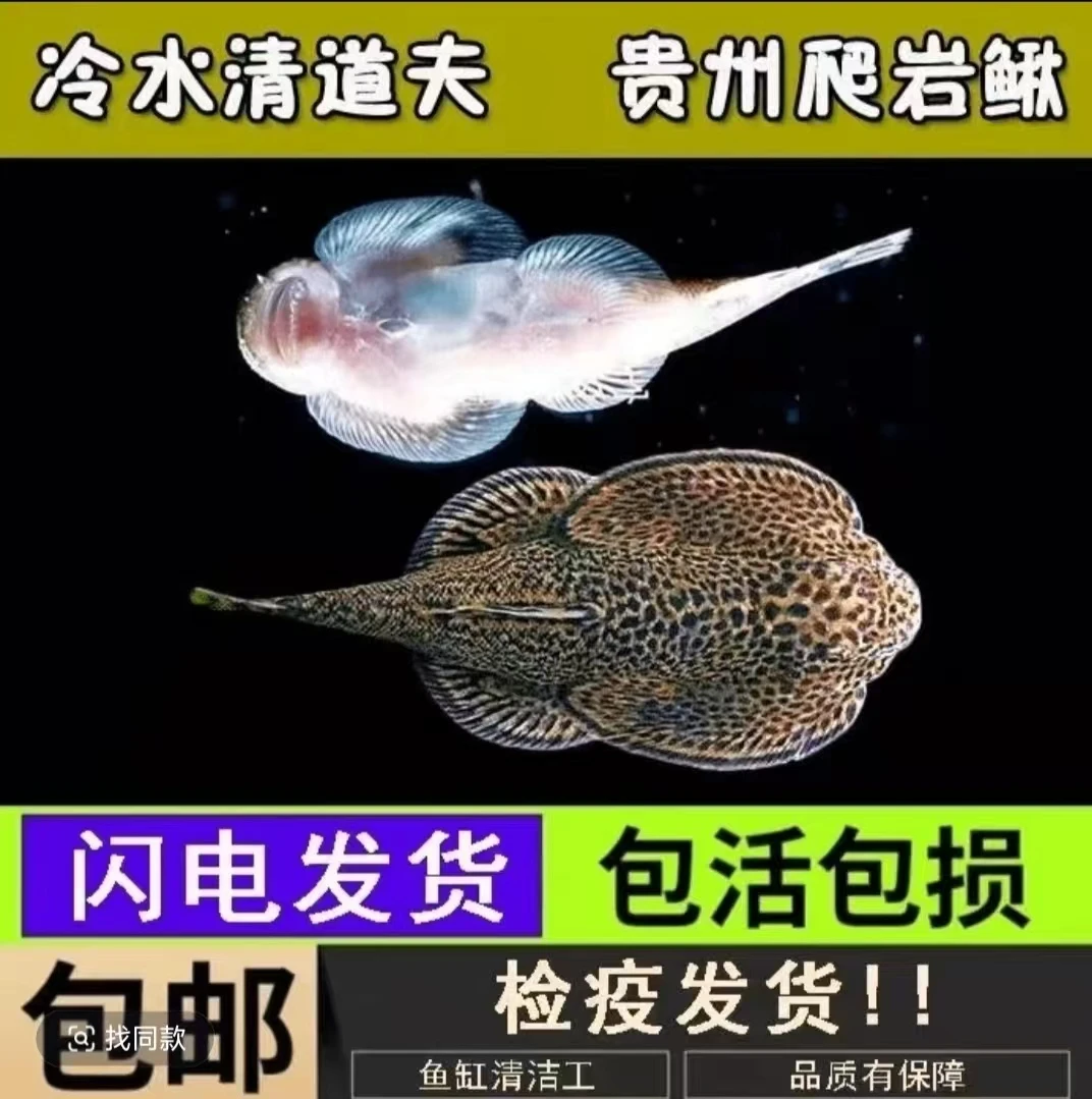 贵州爬岩鳅琵琶鼠吸鳅冷水观赏鱼清洁鱼缸除藻工具鱼