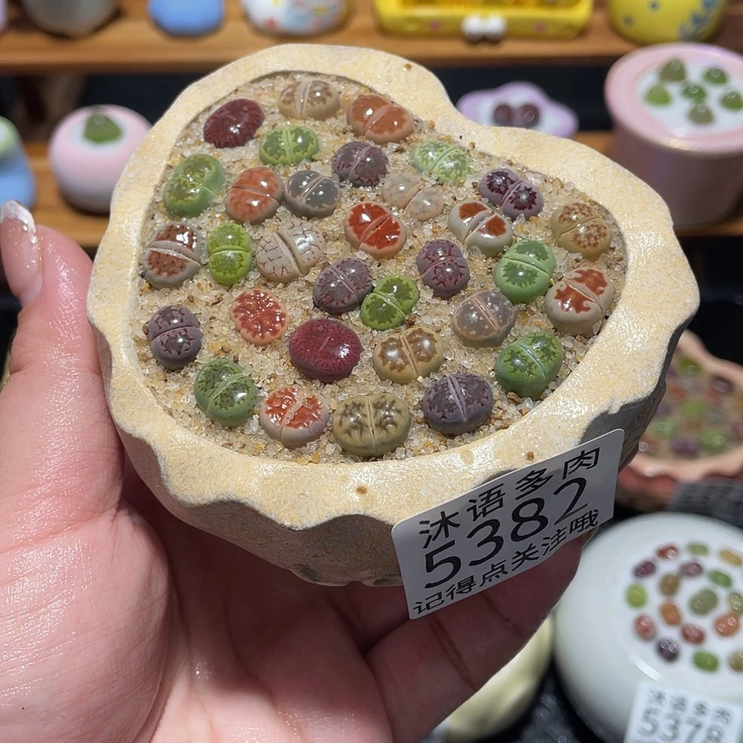 带盆土植物 一物一拍5382