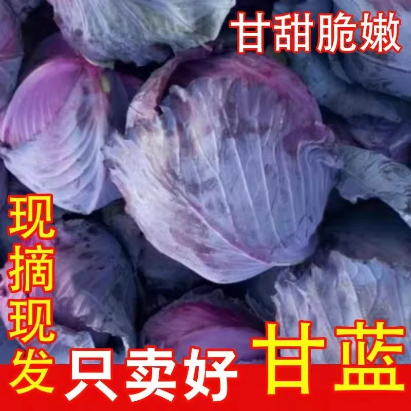 新鲜紫甘蓝5斤10斤紫包菜紫椰菜生吃健康轻食沙拉蔬菜西餐食材