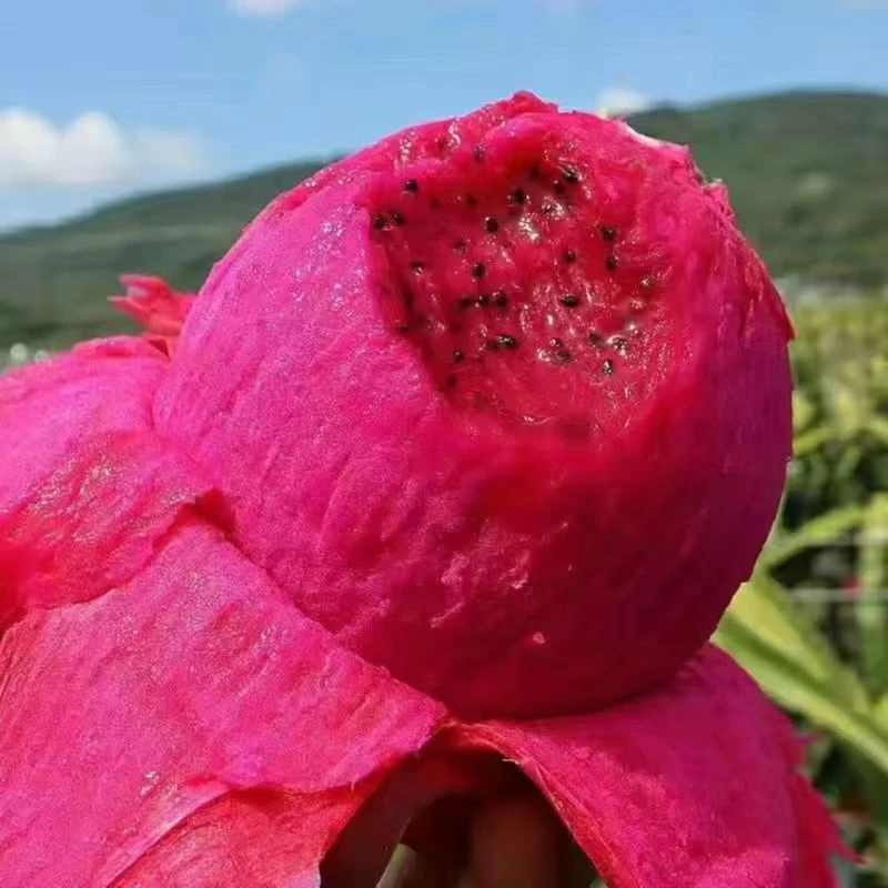 金都一号红心火龙果（一口吃）新鲜现摘口感软糯清甜热带水果M