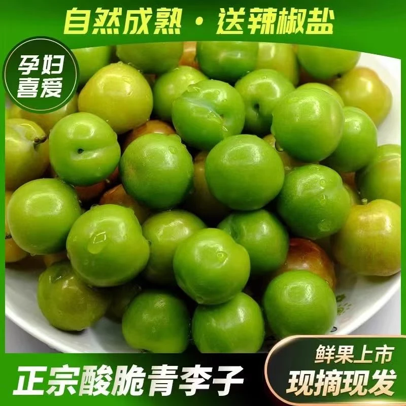【酸脆爽口】果园新鲜现摘三月李子三月青酸脆孕妇水果现摘三华李