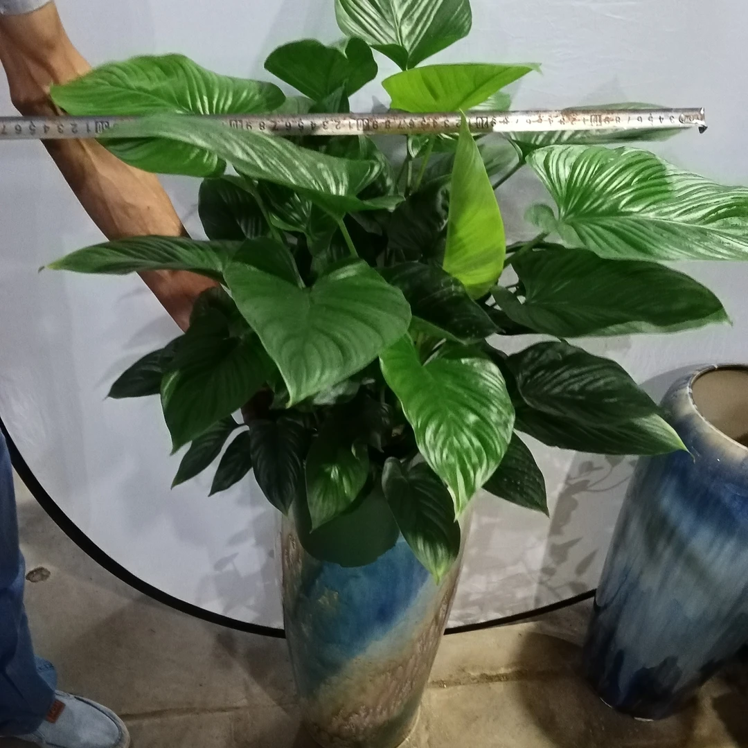 绿芙蓉原盆原土室内绿植耐阴好养耐活净化空气