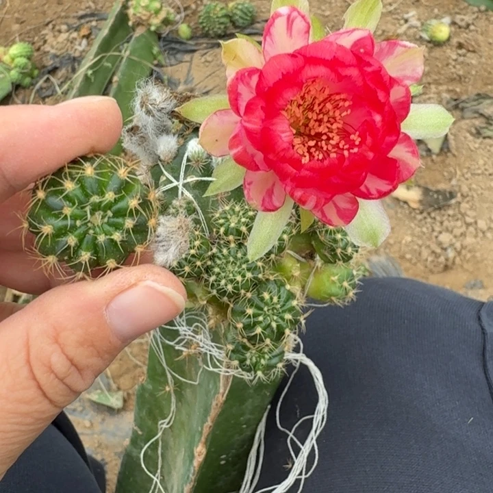 300新品丽花歪无根侧牙2公分左右，20包邮