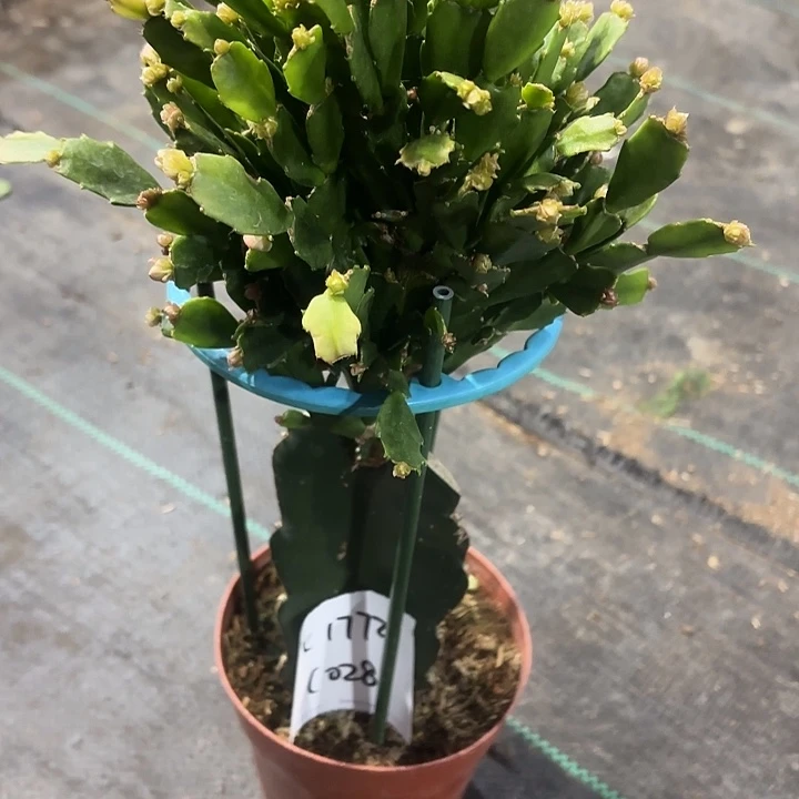 永***恒当前无花栽培后可以开花