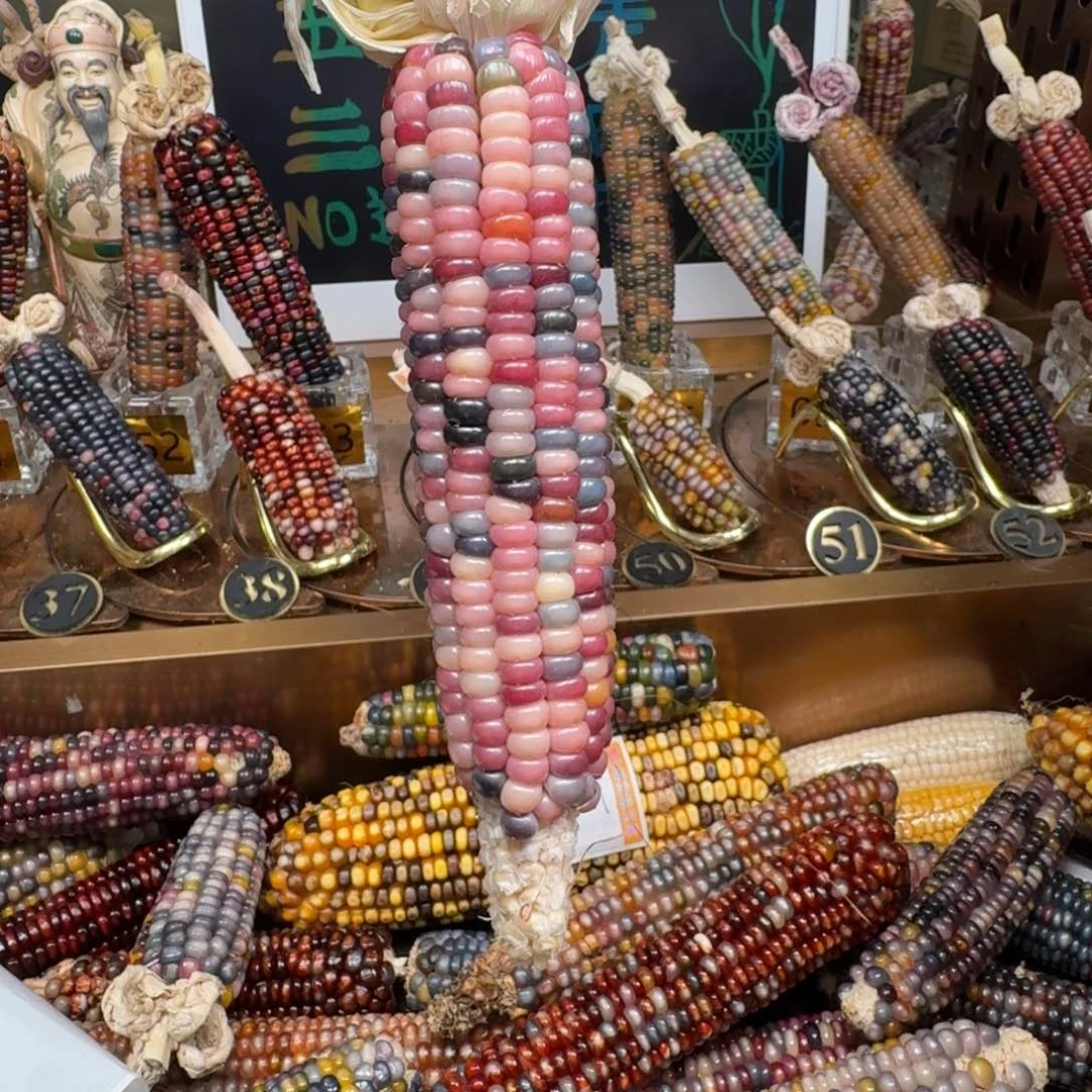 柏香籽/百香籽吊坠粥*?