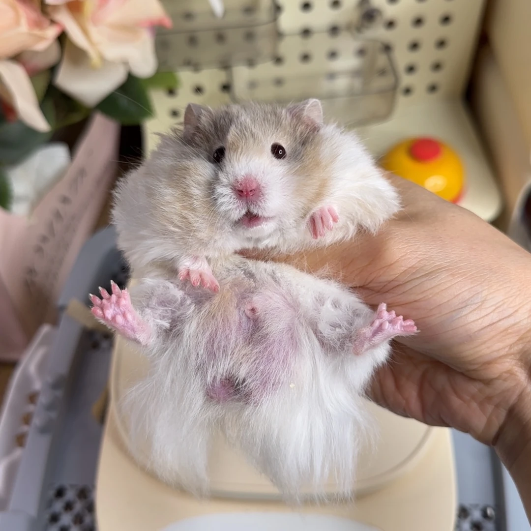 鸽灰波弟弟7.21生日