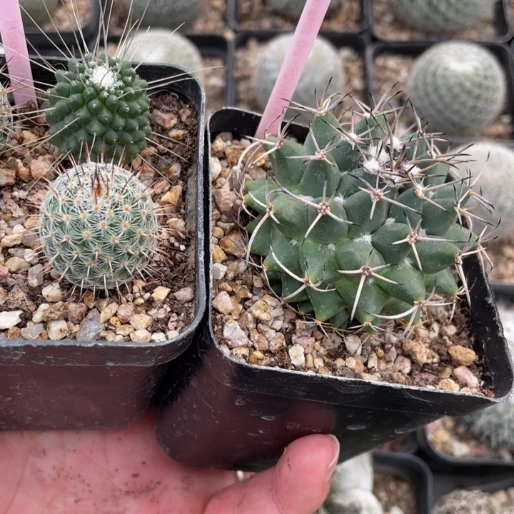 实生仙人球2盒03820032